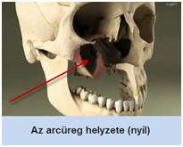 Arcüreg helyzete a felső állcsontban